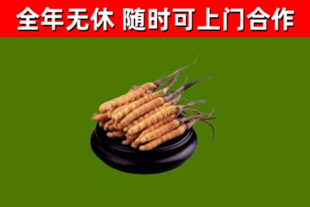 开阳烟酒回收冬虫夏草.jpg